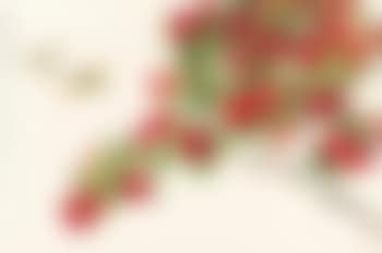 Chinese Bulbul And Camellia (preview)