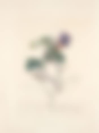 Le framboisier (preview)