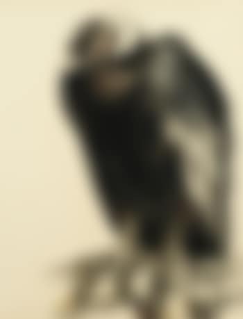 Le condor (preview)