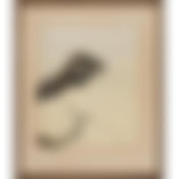 Flying Squirrel (preview)
