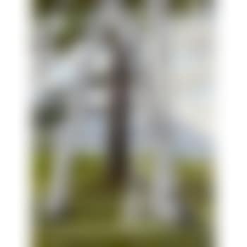 The Pine through the Birches (preview)