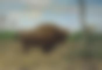 A Bison (preview)