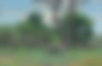 Zebra on the plains of Africa (preview)