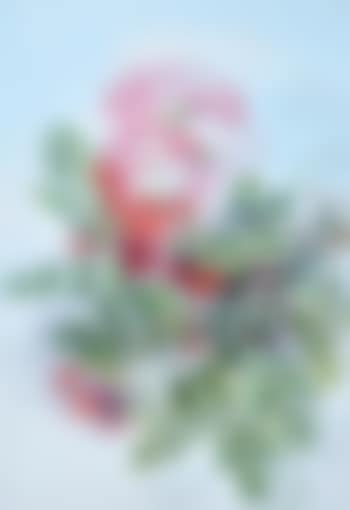 Australian native flower (preview)