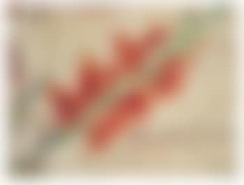 Rote Gladiole (preview)