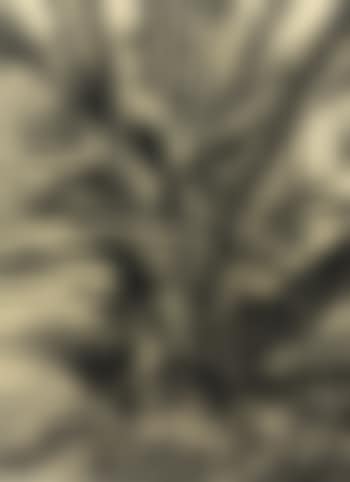 Blutbuche (Blood Beech) (preview)
