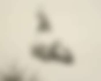 Embed Series: Pigeon with Palm Tree (preview)