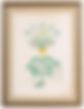 Viola cogitans (preview)