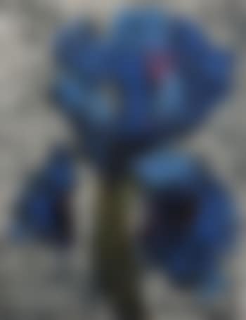 Dutch iris (first version) (preview)