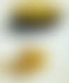 Xanthocarpous (preview)