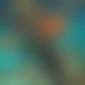 Persimmon (preview)