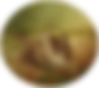 Still Life with Grouse (preview)