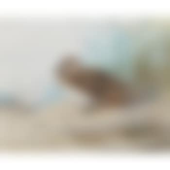 A Teal (preview)