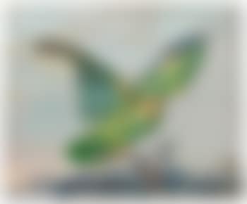 A yellow-headed Amazon Parrot perched on a branch (preview)