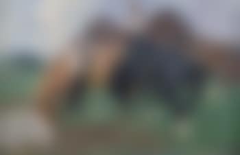Kaltblüter an der Tränke (preview)