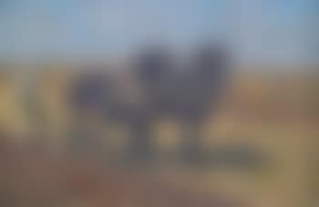 Zwei Pflügende Rappen (preview)
