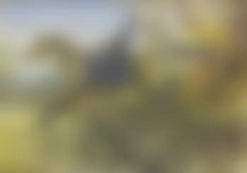 A lady on a hunter jumping a hedge (preview)
