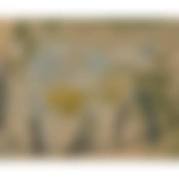 Still Life (preview)