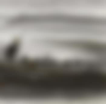 Cormorant fisherman (preview)