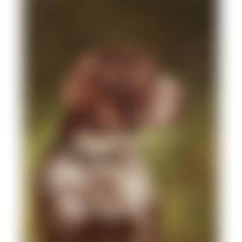 Head of a German Shorthaired Pointer (preview)