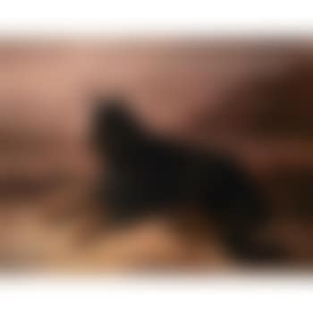Recumbent Belgian Tervuren (preview)
