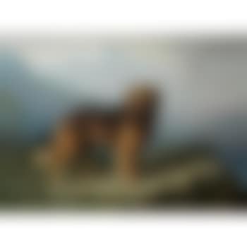 A Leonberger in an Alpine setting (preview)