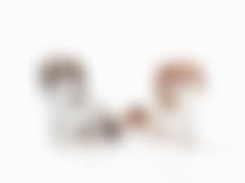 Bolognese Dogs by Johann Joachim Kandler (preview)