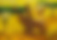 Syv giraffer (Seven Giraffes) (preview)