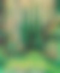 Pine forest (preview)