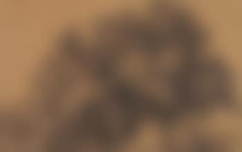 Baumstudie (preview)