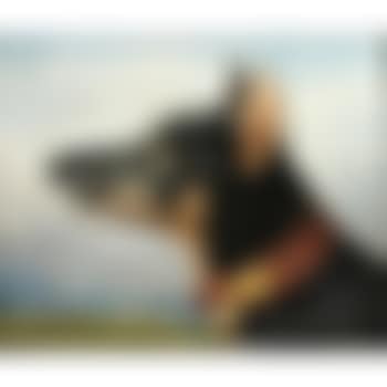 Head study of a Doberman (preview)