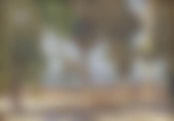 Eucalyptus trees; Landscape with cottage (preview)
