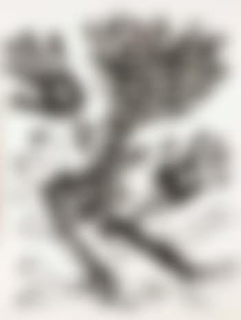 Novisaurias (Aurelia) (preview)