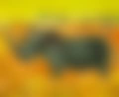 Næsehorn i sol (Rhinoceros in the Sun) (preview)