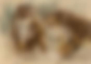 Couple de tigres (preview)