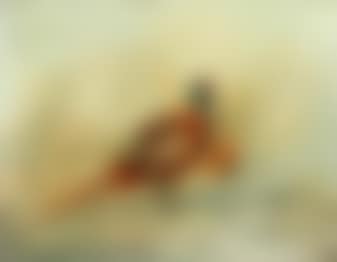 Pheasant (Phasianus Colchicus) (preview)