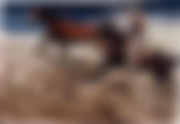 Untitled (cowboy) (preview)