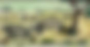 Rhino, Giraffe and Zebras on the savannah (preview)