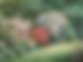 The rhododendrons (preview)