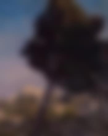 Pine tree in Provence (preview)