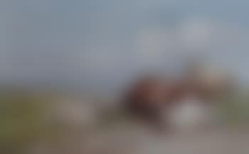 Cow and three sheep on coastal pasture (preview)