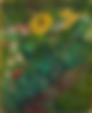 Blumenrabatte mit Sonnenblumen (preview)