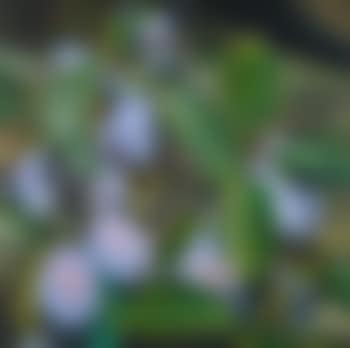 Pflaumen (F XXIV) (preview)