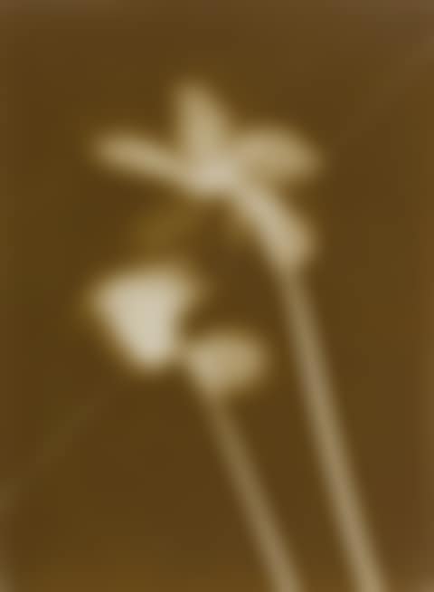 ALPENVEILCHEN (PHOTOGRAMM)' (preview)