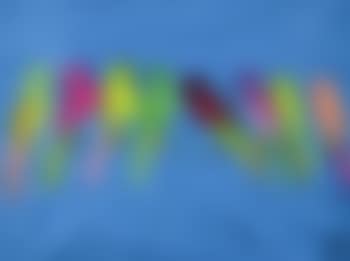 Parrots (preview)