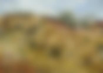 The Cornfield (preview)