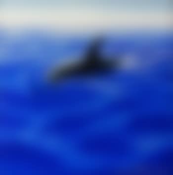 Dolphin in Sea of Klein Blue. Harmonic Chart Painting (preview)