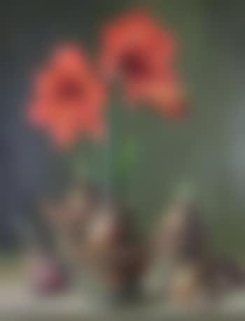 Amaryllis in Pots (preview)