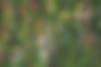 Flowers and Gardening Tools (preview)
