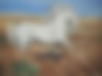 Connemara pony (preview)